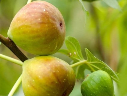 Figovník obyčajný 'Gentile Bianco'