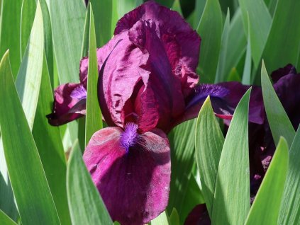 Kosatec nízky 'Cherry Garden' - Iris barbata nana 'Cherry Garden'
