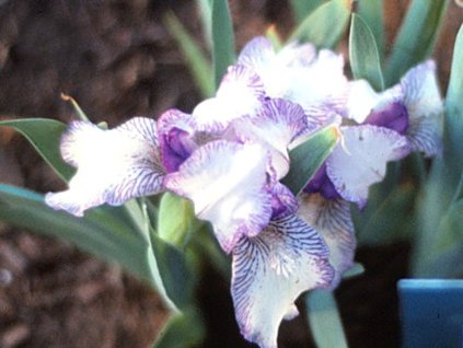 Kosatec nízky 'Peppermint Twist' - Iris barbata nana 'Peppermint Twist'