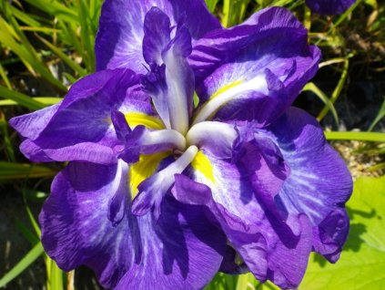 Kosatec Kaempferov 'Electric Rays' - Iris kaempferii 'Electric Rays'