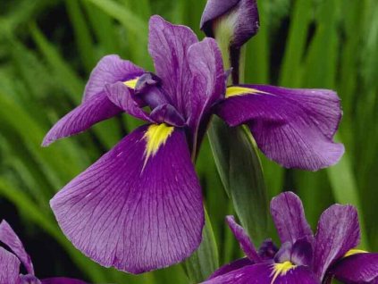 Kosatec Kaempferov 'Royal Banner' - Iris kaempferii 'Royal Banner'