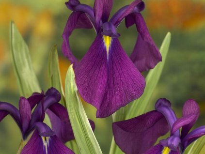 Kosatec Kaempferov 'Variegata' - Iris kaempferii 'Variegata'