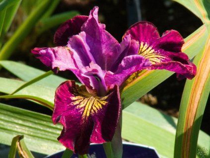 Iris Miss Apple