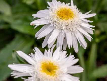 Margaréta 'Wirral Supreme' - Leucanthemum x superbum 'Wirral Supreme'