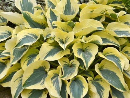 Hosta 'Autumn Frost' - Hosta 'Autumn Frost'