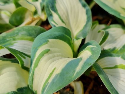Hosta Sieboldova 'Hans' - Hosta Sieboldova 'Hans'
