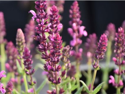 Šalvia hájna 'Pink Friesland' - Salvia nemorosa 'Pink Friesland'