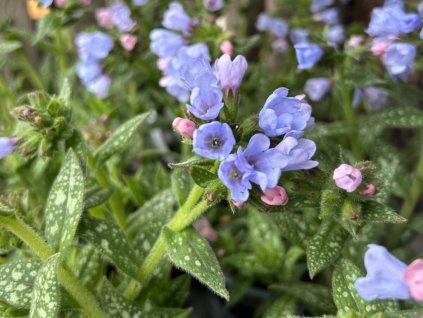 Pľúcnik 'Twinkle Toe' - Pulmonaria 'Twinkle Toe'