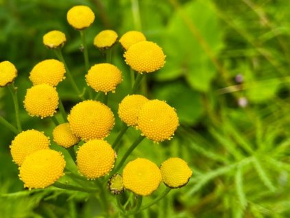Vratič obyčajný - Tanacetum vulgare