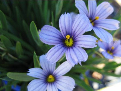 Badil úzkolistý - Sisyrinchium angustifolium