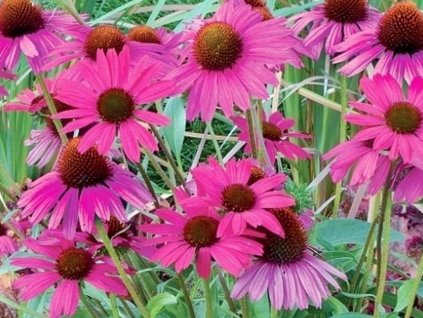 Echinacea 'Dixie Belle' -  Echinacea 'Dixie Belle'