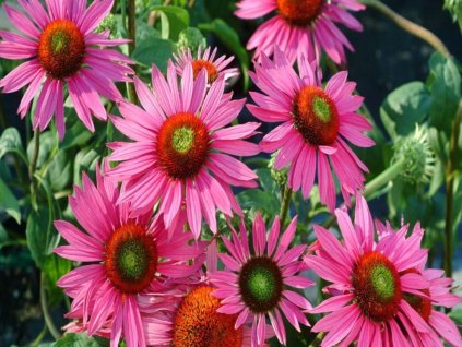 Echinacea 'Green Eyes'
