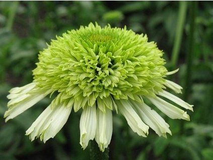 honey dew