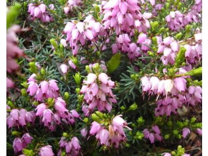 Vresovec darleydalský 'Darley Dale'