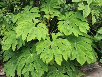 Aralia papierodárna 'Rex'