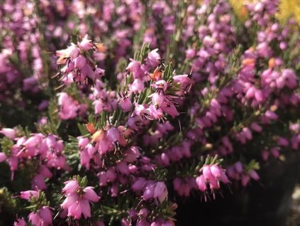 Vresovec darlejský 'J.W. Porter'