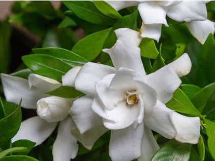 Gardénia jazmínovitá 'Fool Proof'
