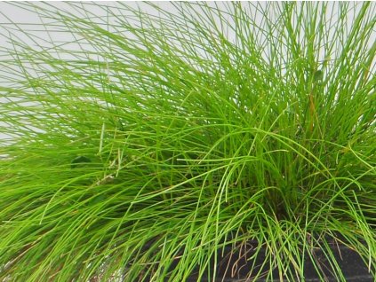 Kostrava 'Golden Toupee' - Festuca 'Golden Toupee'