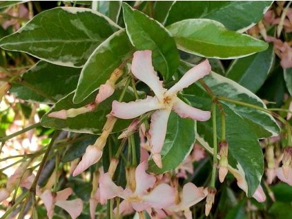 Jazmínovník ázijský 'Star of Milano'