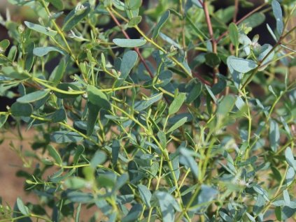 Eukalyptus gunnii 'France Blue'