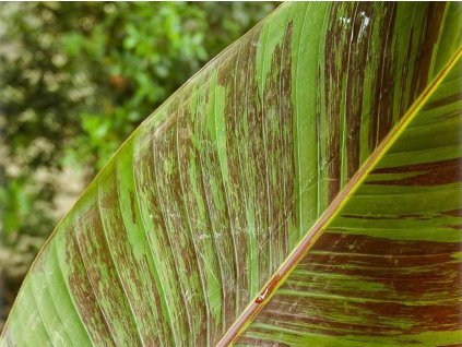 Banánovník snehový