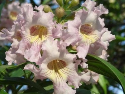 Chitalpa taškentská 'SUMMER BELLS'