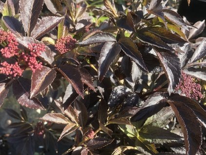 Baza čierna 'Thundercloud'