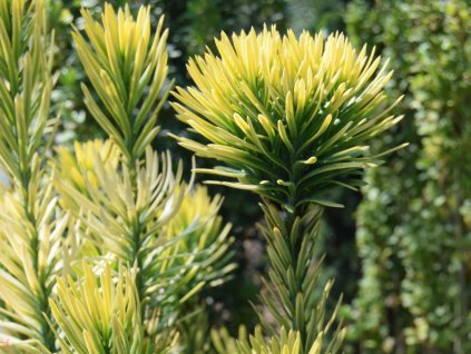 Hlavotis peckovitý 'Korean Gold'