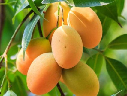 Mangovník indický - Mango