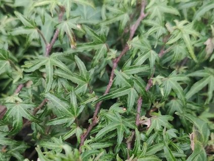 Brečtan popínavý 'Dyinni'