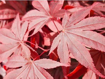 little red