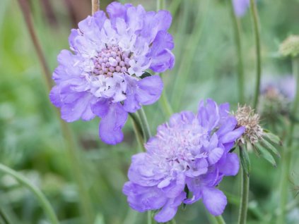 Hlaváč fialový 'Mariposa Blue' - Scabiosa columbaria 'Mariposa Blue'