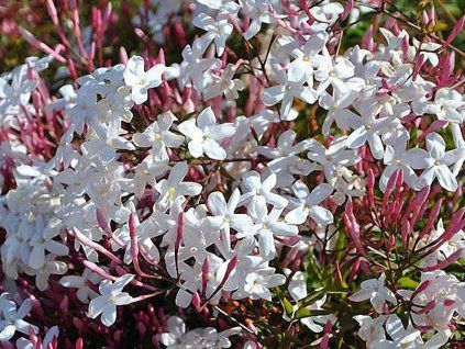jasminum