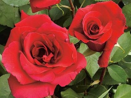 Stromčeková ruža 'Erotika®' (Balenie kontajner C5,6)