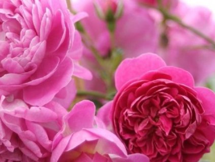 Stromčeková ruža 'Melina Starlet Rose®'