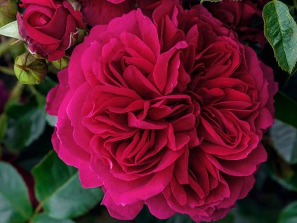 Stromčeková ruža 'Soul®'