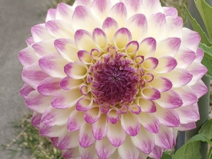 Georgína 'Hapet Blue Eyes'