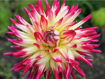 Georgína 'Tahiti Sunrise'