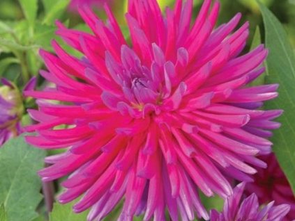 Georgína 'Purple Gem'