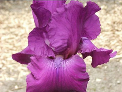 Kosatec nemecký 'Gondolier'