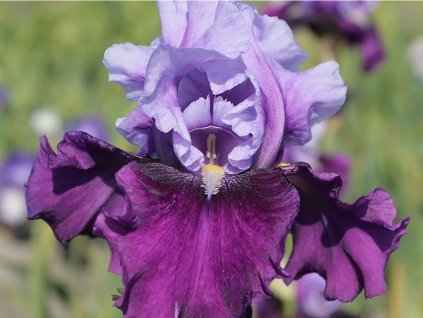 Kosatec nemecký 'Bluebird Wine'