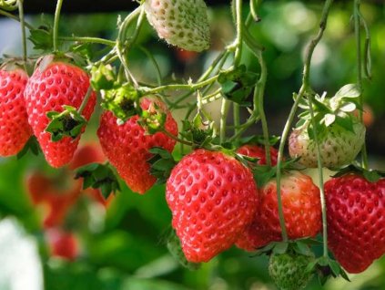 Jahoda Eve's Delight'