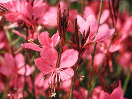 dark pink