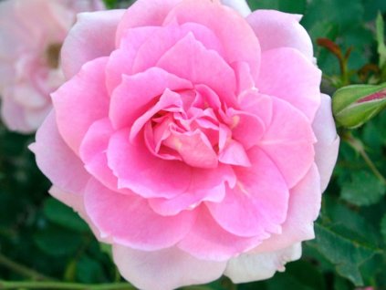 Ruža  'Double Princess'  Rosa ' Double Princess'