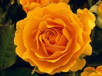 Ruža  'Orange Princess'