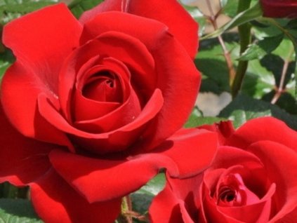 Ruža  'Red Queen'