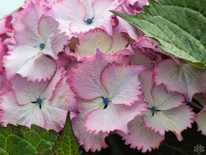 Hydrangea Ave Blue
