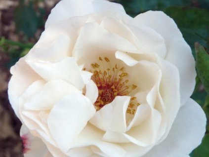 Růže 'White Queen'