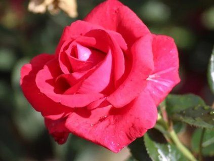red apollo