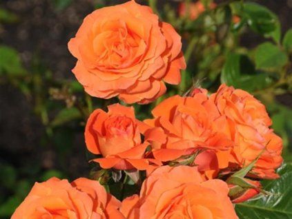 orange queen